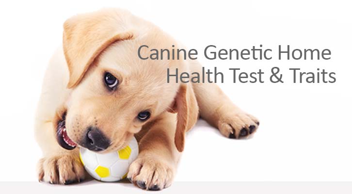canine genetic health testing